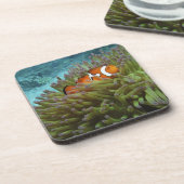オレンジカッショクニモ(Amphiprion ocellaris) コースター (左側)