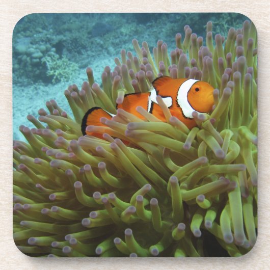 オレンジカッショクニモ(Amphiprion ocellaris) コースター (正面)