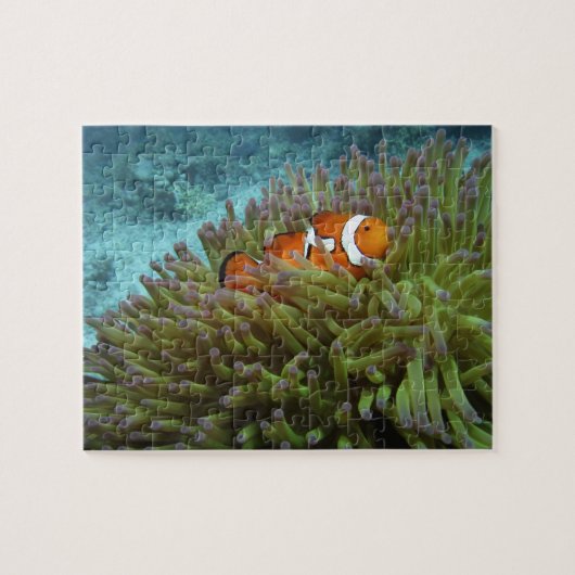 オレンジカッショクニモ(Amphiprion ocellaris) ジグソーパズル (横)
