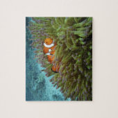 オレンジカッショクニモ(Amphiprion ocellaris) ジグソーパズル (縦)