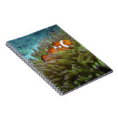 オレンジカッショクニモ(Amphiprion ocellaris) ノートブック (右側)