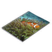オレンジカッショクニモ(Amphiprion ocellaris) ノートブック (左側)
