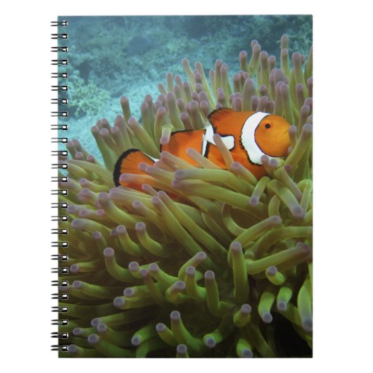 オレンジカッショクニモ(Amphiprion ocellaris) ノートブック (正面)