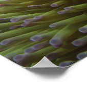 オレンジカッショクニモ(Amphiprion ocellaris) ポスター (角)