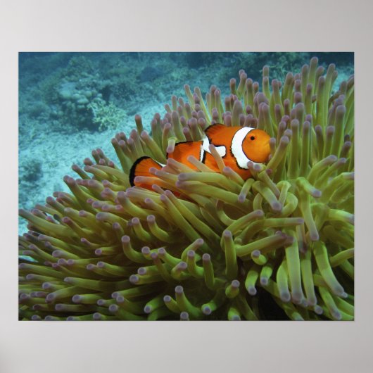 オレンジカッショクニモ(Amphiprion ocellaris) ポスター (正面)