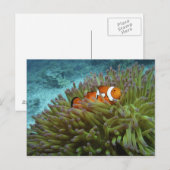 オレンジカッショクニモ(Amphiprion ocellaris) ポストカード (正面/裏面)