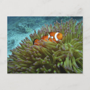 オレンジカッショクニモ（Amphiprion ocellaris） ポストカード