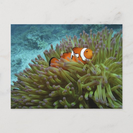 オレンジカッショクニモ(Amphiprion ocellaris) ポストカード (正面)