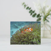 オレンジカッショクニモ(Amphiprion ocellaris) ポストカード (スタンド正面)