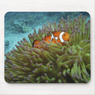 オレンジカッショクニモ(Amphiprion ocellaris) マウスパッド