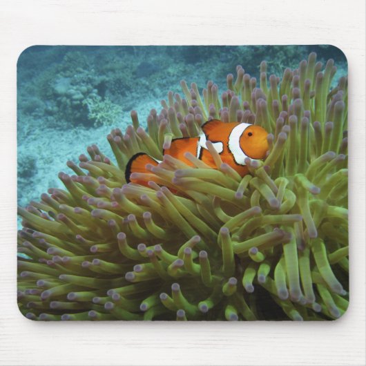オレンジカッショクニモ（Amphiprion ocellaris） マウスパッド (正面)
