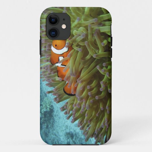 オレンジカッショクニモ(Amphiprion ocellaris) Case-Mate iPhoneケース (裏面)