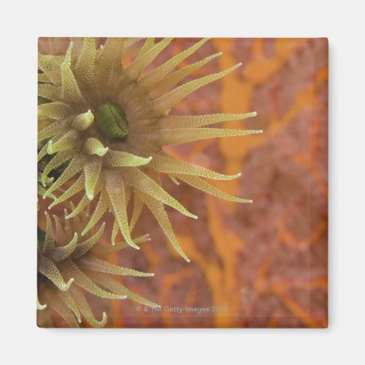 オレンジカップサンゴ マグネット (正面)