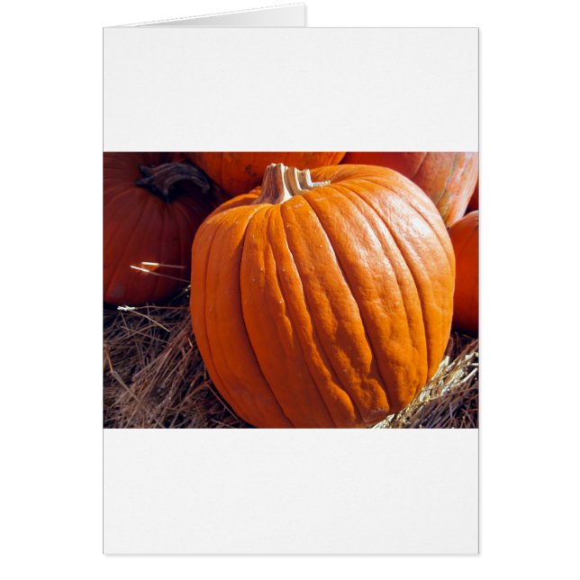 オレンジカボチャ (正面)