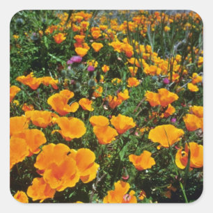 オレンジカリフォルニアポピーの花 スクエアシール