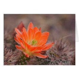 オレンジカードの開花