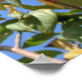 オレンジガイガーツリー ポスター (角)