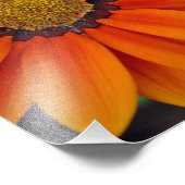 オレンジガサニアアフリカデイジーサマーフラワー フォトプリント (角)