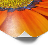 オレンジガサニアアフリカデイジーサマーフラワー フォトプリント            (角)