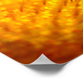 オレンジガサニアアフリカデイジーサマーフラワー ポスター (角)