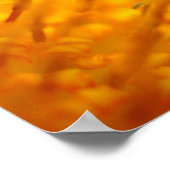 オレンジガサニアアフリカデイジーサマーフラワー ポスター (角)