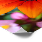 オレンジガサニアアフリカデイジーサマーフラワー ポスター (角)