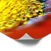 オレンジガサニアアフリカデイジーサマーフラワー ポスター (角)