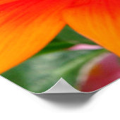 オレンジガサニアアフリカデイジーサマーフラワー ポスター (角)