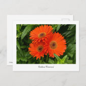 オレンジガーベラデイジー回収ポストカード ポストカード (正面/裏面)