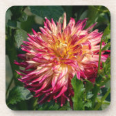 オレンジキク写真撮影,カナダ美しい コースター (正面)