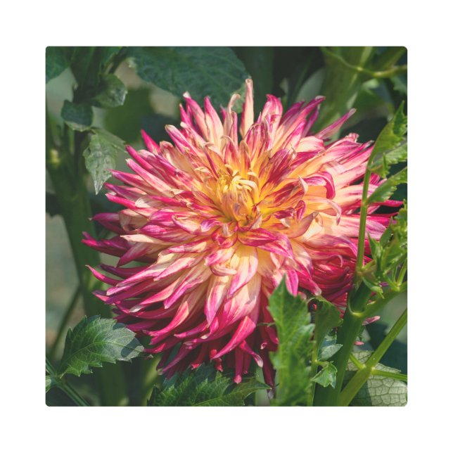 オレンジキク写真撮影，カナダ美しい メタルプリント (正面)