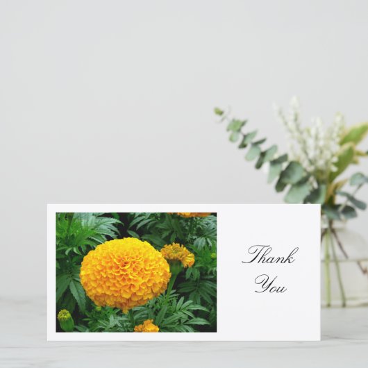 オレンジキク – ありがとう サンキューカード (スタンド正面)