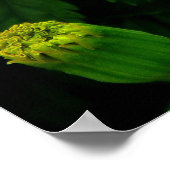 オレンジキク ポスター (角)