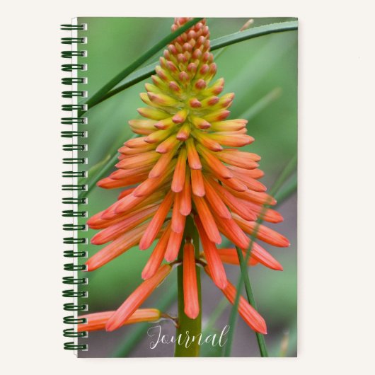 オレンジキニホフィア開花フローラ ノートブック (正面)