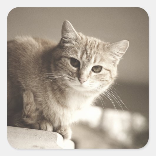 オレンジキャットシール スクエアシール (正面)