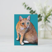 オレンジキャット ポストカード (スタンド正面)