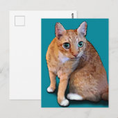 オレンジキャット ポストカード (正面/裏面)