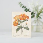 オレンジキャンピオンヴィンテージボタニカルイラストレーション ポストカード (スタンド正面)