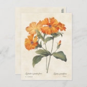 オレンジキャンピオンヴィンテージボタニカルイラストレーション ポストカード (正面/裏面)