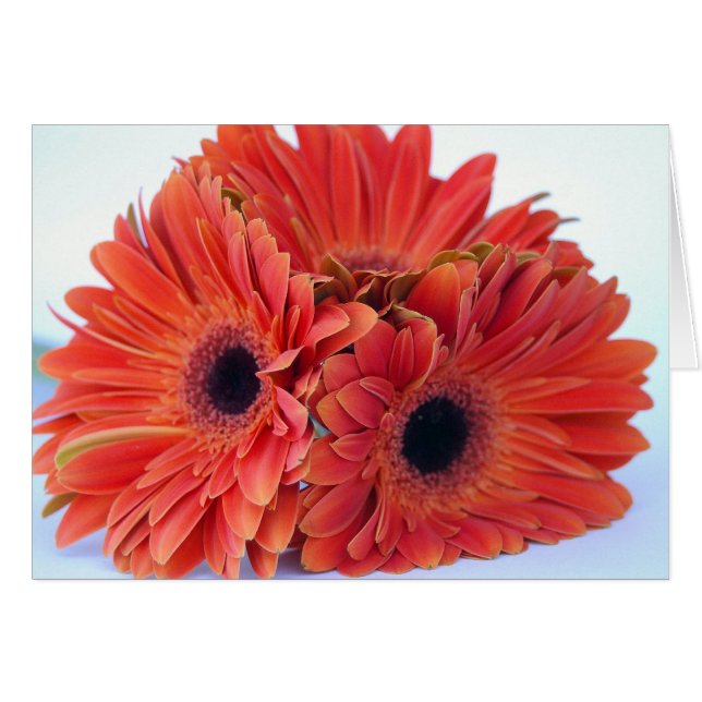 オレンジクラッシュのトリオカード (正面横)