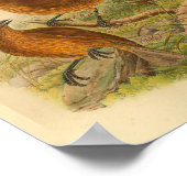 オレンジクリステッドボワーバードブラウンヴィンテージプリント ポスター (角)