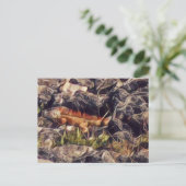 オレンジグアナアート ポストカード (スタンド正面)