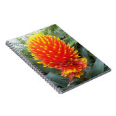 オレンジグズマニアコンフェラ熱帯フローラ ノートブック (右側)