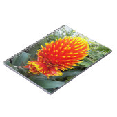 オレンジグズマニアコンフェラ熱帯フローラ ノートブック (左側)