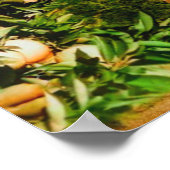 オレンジグローブススノーキャップ山バルディ1900年代初期 ポスター (角)