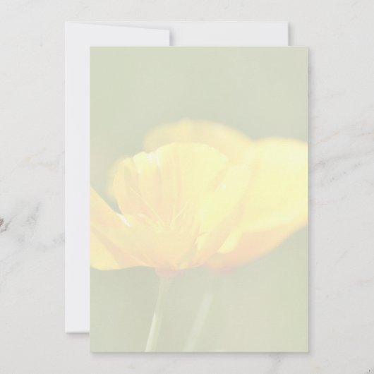 オレンジケシ カード (裏面)