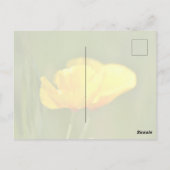 オレンジケシ ポストカード (裏面)