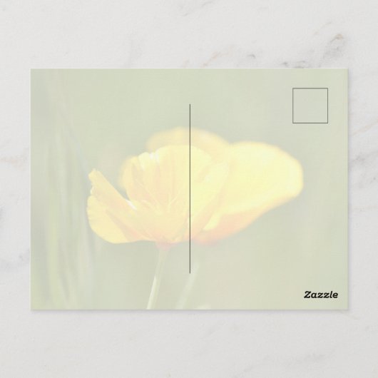 オレンジケシ ポストカード (裏面)