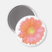 オレンジゲルベラデイジー マグネット (正面/裏面)