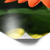 オレンジゲルベラデイジー(1 / 3) フォトプリント            (角)